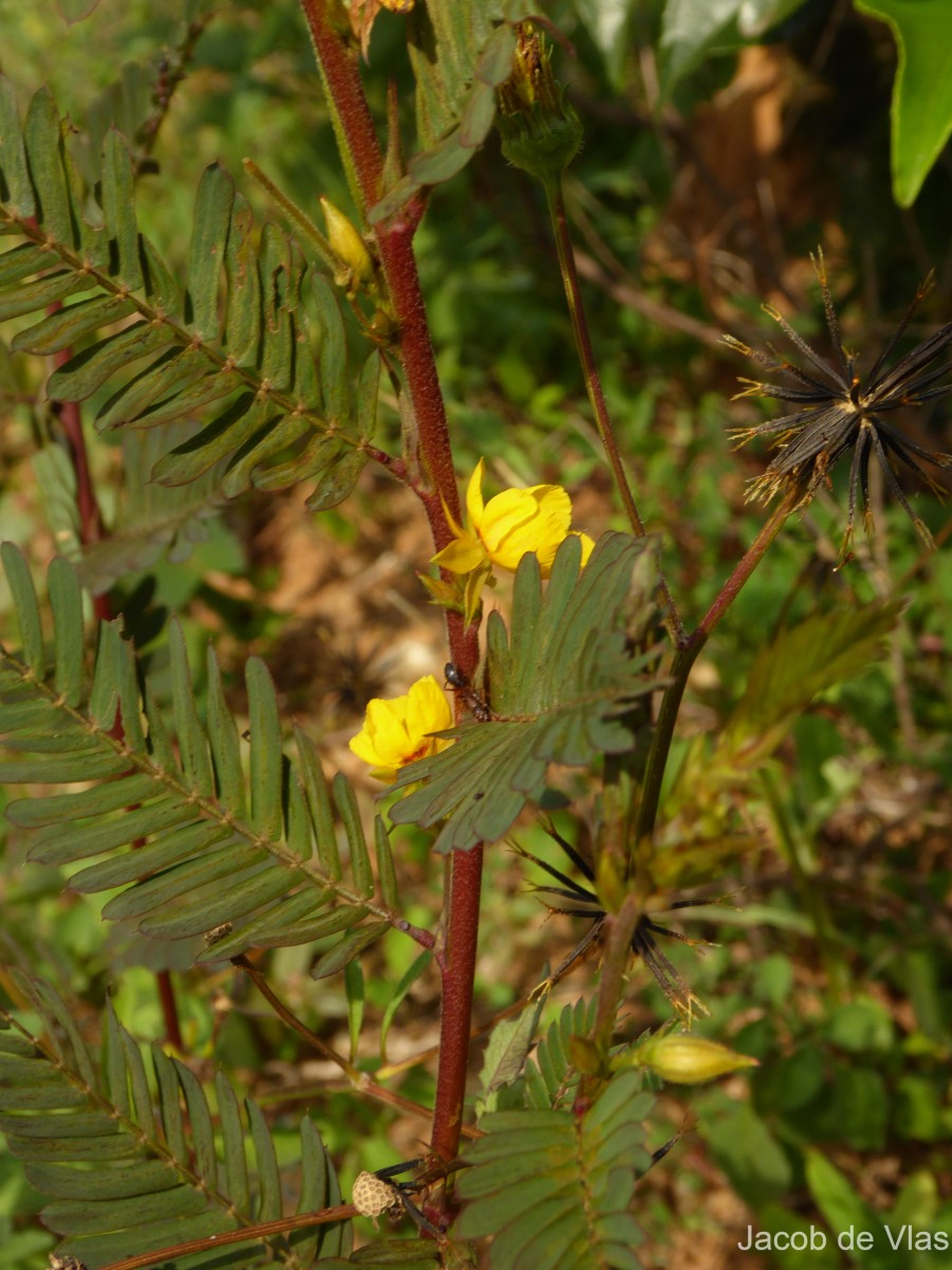 Chamaecrista leschenaultiana (DC.) O.Deg.